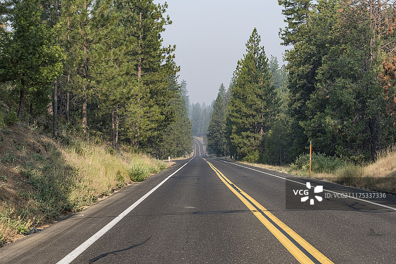 美国松树林荫沥青路背景板图片素材