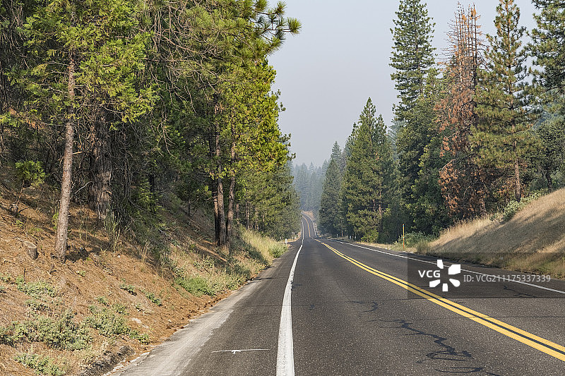 美国松树林荫沥青路背景板图片素材