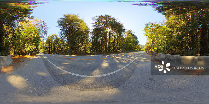 美国乡村公路松树林360°HDRI图片素材