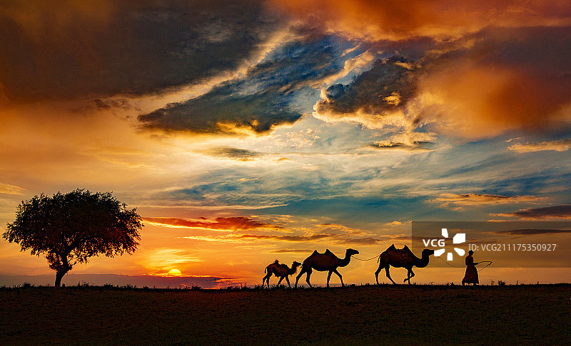 坝上牧归图片素材