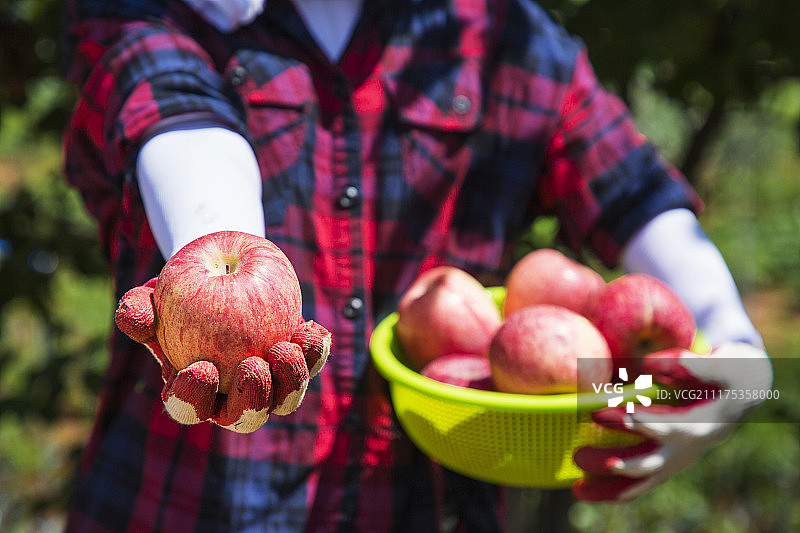 花园里的新鲜有机蔬菜，丰收景象图片素材