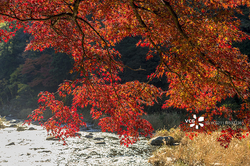 日本爱知县丰田市足助町香岚溪的秋叶图片素材