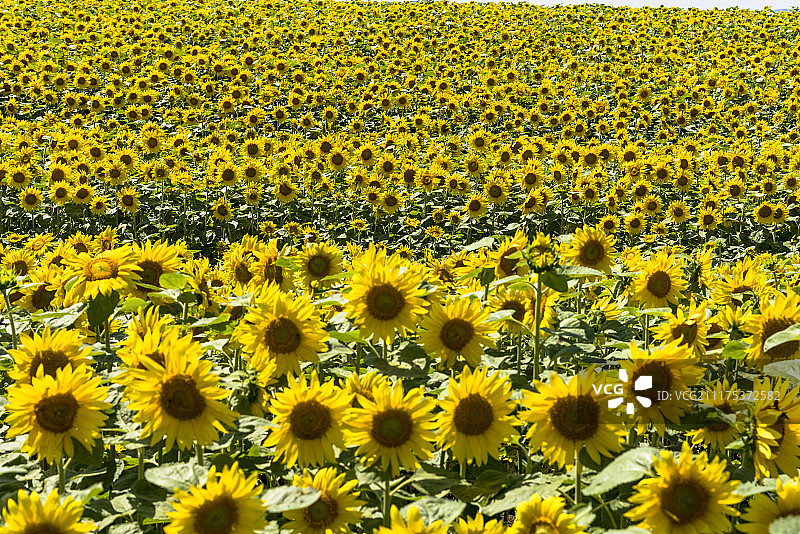 日本北海道东部美满别町的向日葵花田图片素材