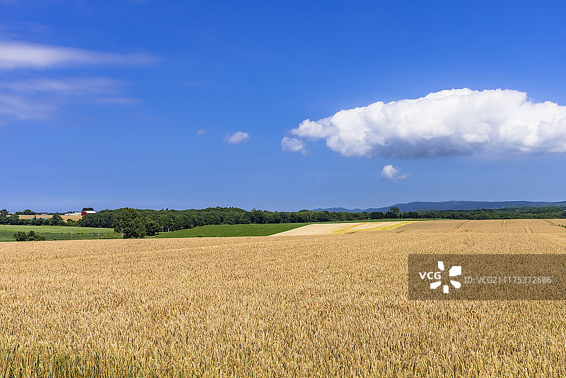日本北海道大空町Memambetsu东部地区的麦田图片素材