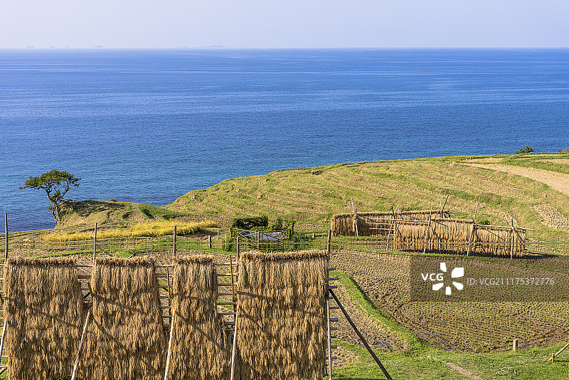 日本石川县轮岛市白米千枚田梯田，被指定为国家风景名胜区的1004个稻田图片素材