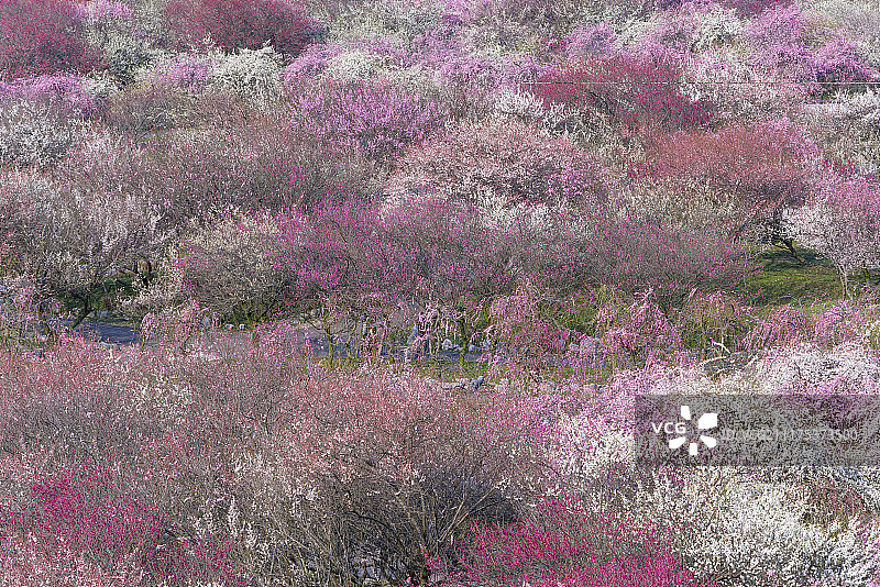 日本三重县员辨市农业公园内的梅花，园内有4500棵、100个品种的梅树图片素材