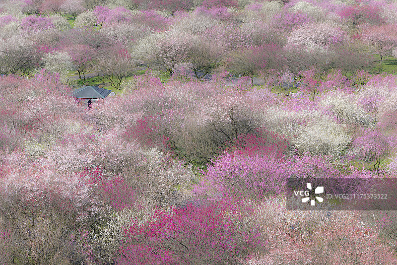 日本三重县员辨市农业公园内的梅花，园内有4500棵、100个品种的梅树图片素材