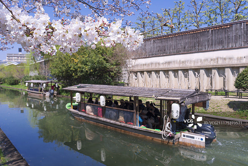 京都伏见堀川的十石舟游览船与盛开的樱花图片素材