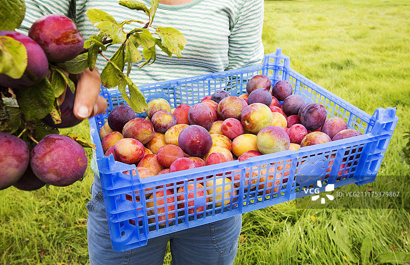 女人在果园里采摘李子图片素材
