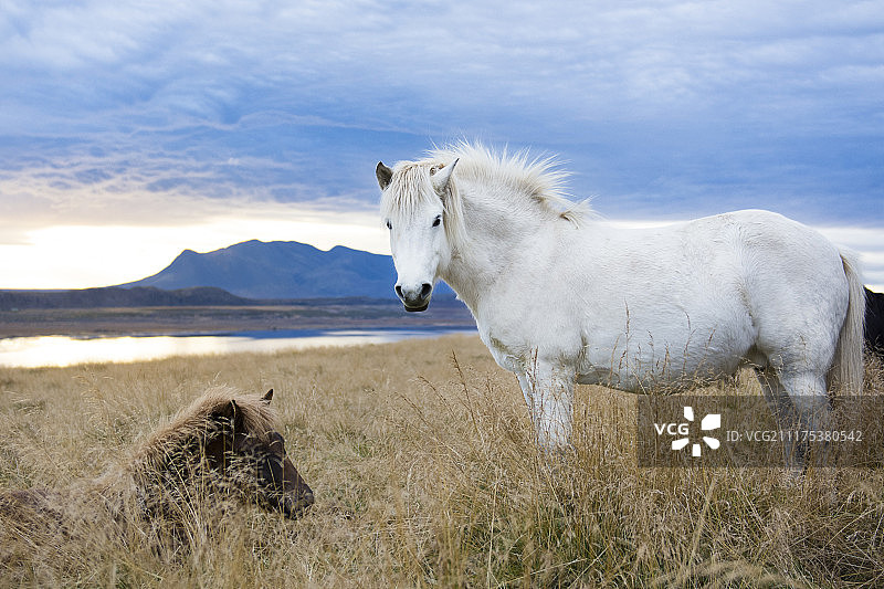 在冰岛Hvitserkur的狐尾草地中休息的白色冰岛马和小马驹，背景是湖泊和山脉图片素材