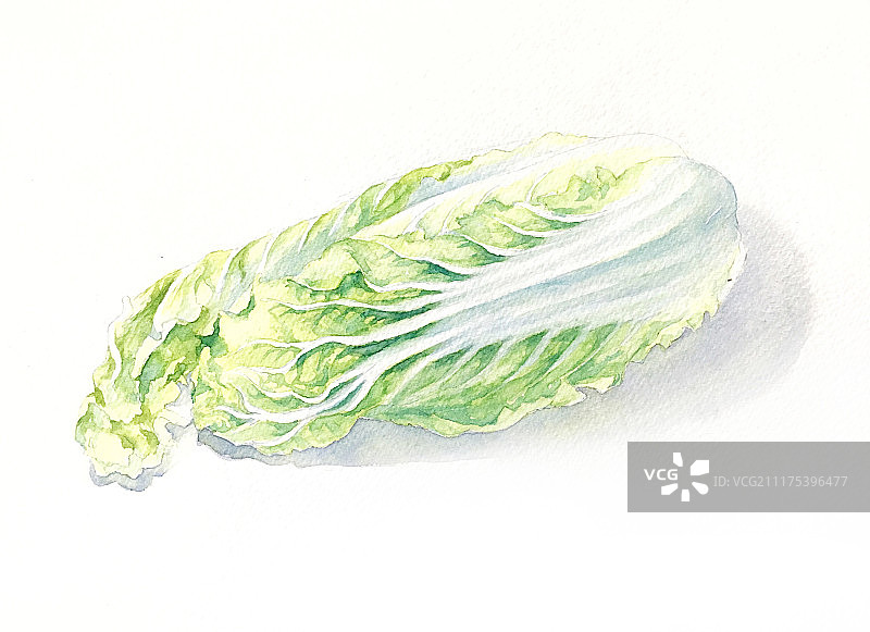 白菜娃娃菜水彩插画图片素材