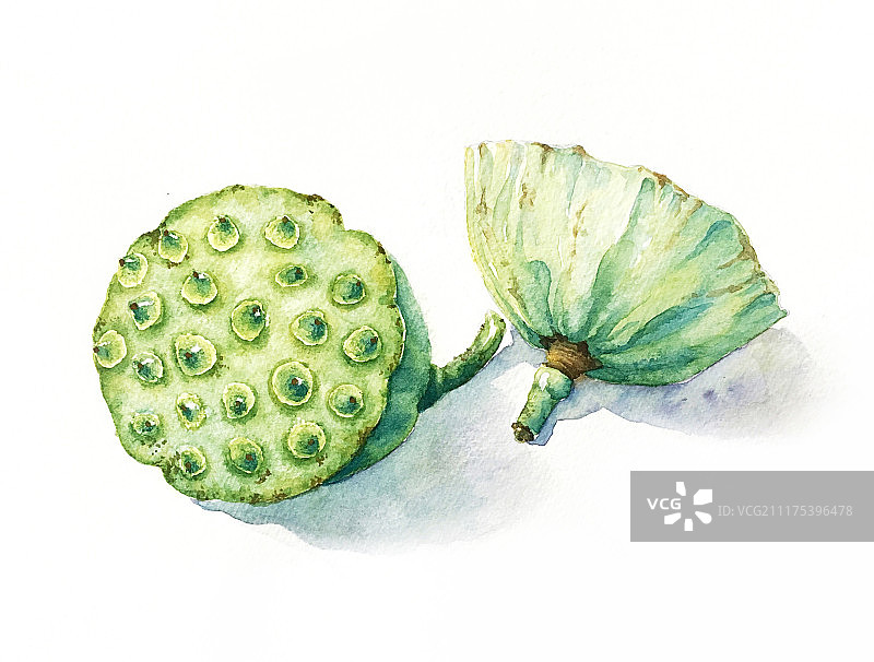 莲蓬水彩插画图片素材