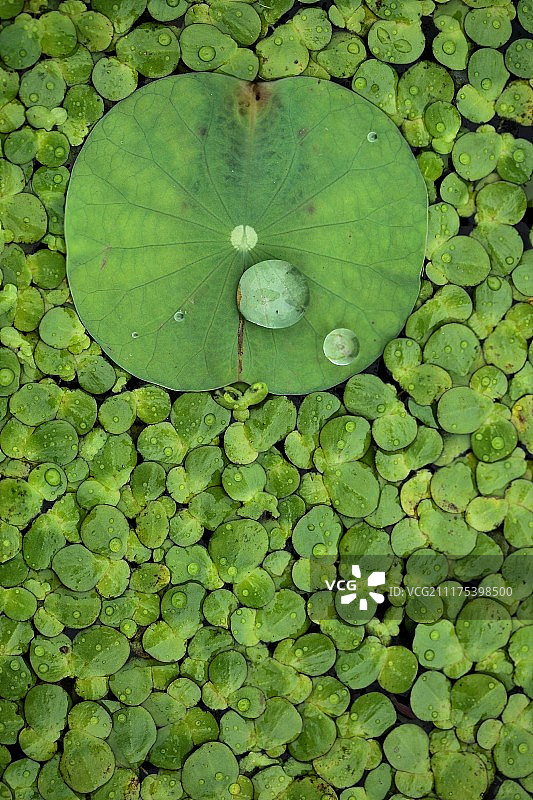 雨后浮萍图片素材
