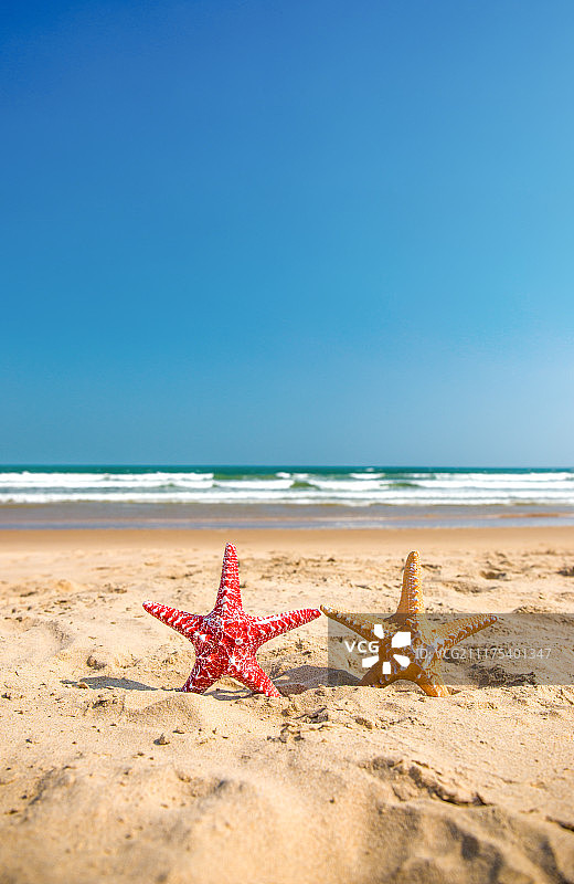 沙滩海星图片素材