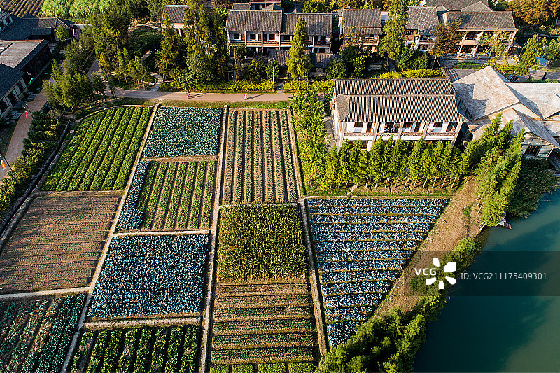 航拍乌镇乌村农业种植区图片素材