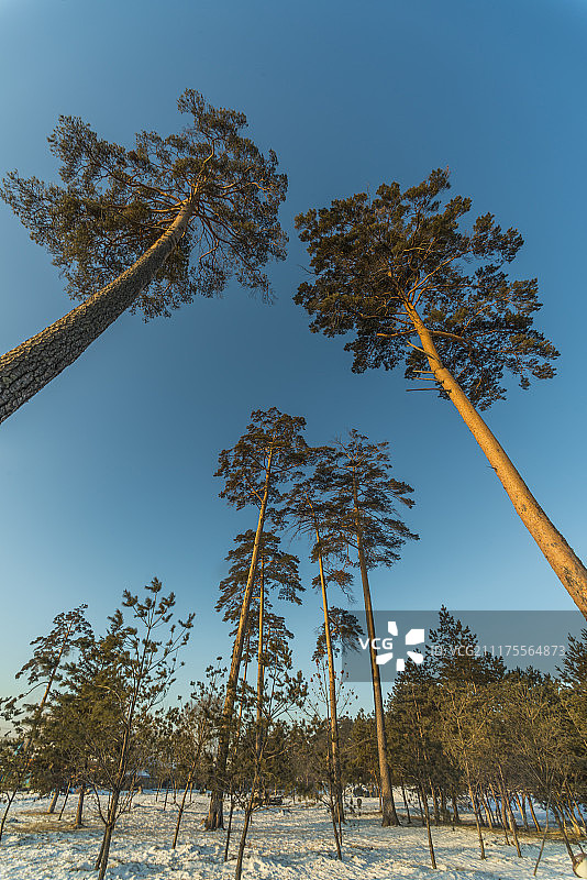 长白山二道白河冬季美人松图片素材