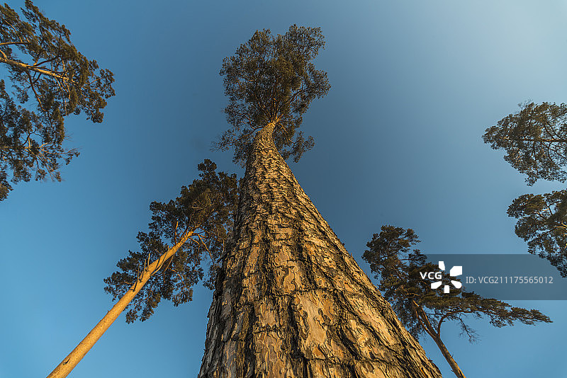 长白山二道白河冬季美人松图片素材