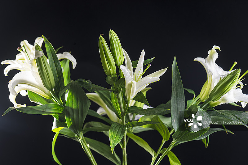 百合花图片素材