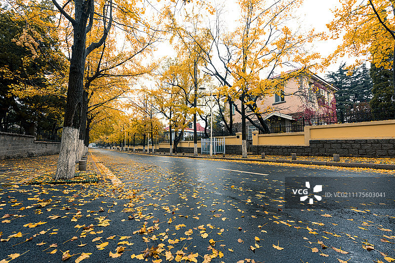 青岛八大关的深秋图片素材