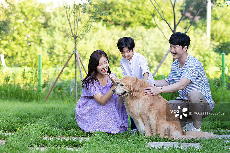 家庭与金毛犬户外散步图片素材