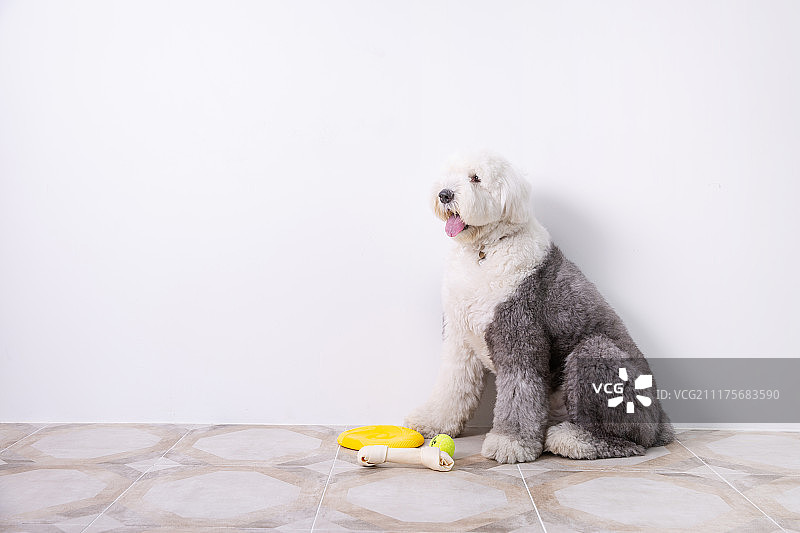 狗狗，生活方式，宠物（驯养动物）图片素材