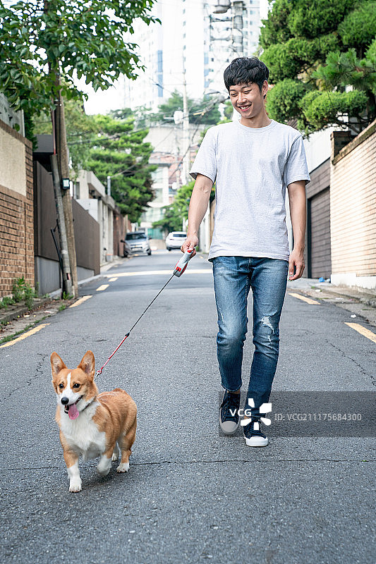 狗狗，威尔士柯基犬，生活方式图片素材