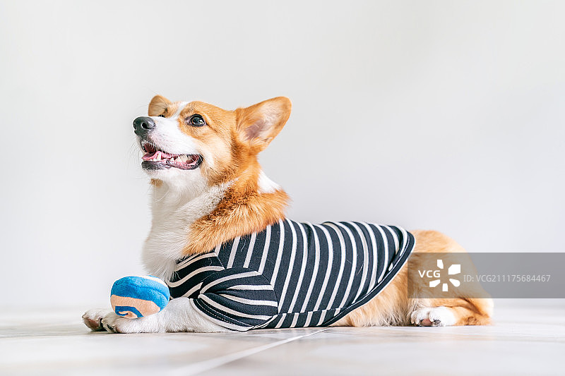 宠物狗，生活方式，室内图片素材