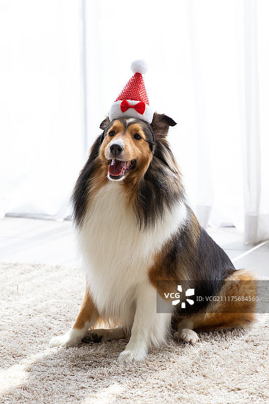 戴着帽子的宠物狗参加生日派对图片素材