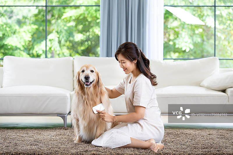 客厅，金毛寻回犬，宠物，单身生活（主题），女人，单身女性，微笑，毛发，梳理图片素材