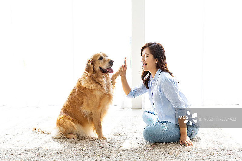 客厅，金毛猎犬，宠物，单身生活（主题），女人，单身女性（单身），击掌图片素材