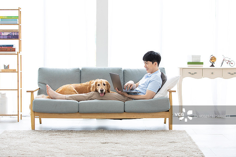 单身男人的客厅，沙发，躺着的姿势，金毛犬，宠物图片素材