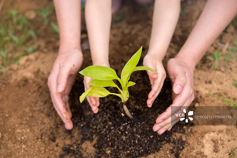 种植嫩芽：人手合作图片素材
