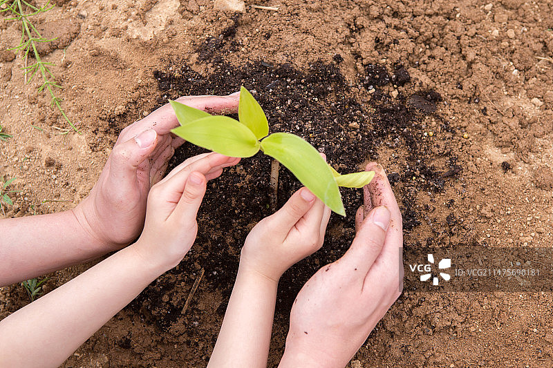 种植嫩芽：人手合作图片素材