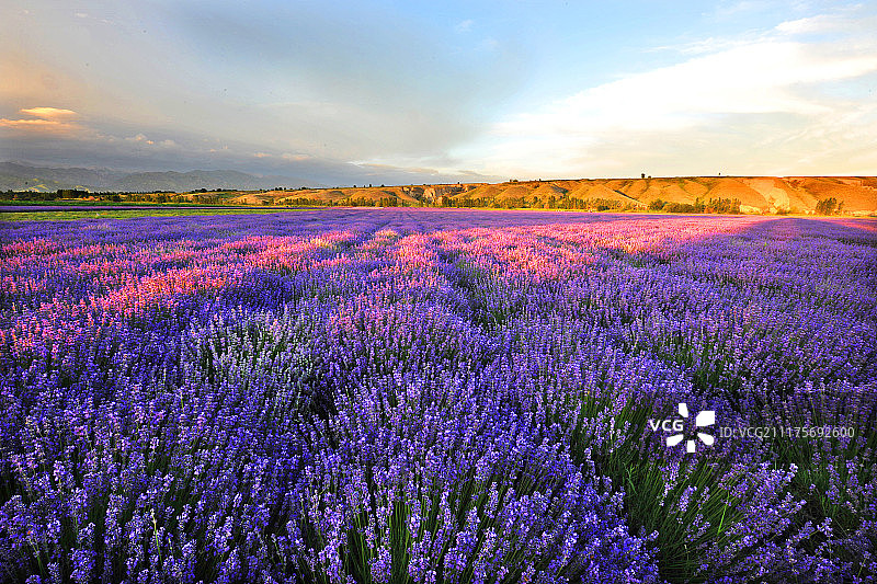新疆，伊犁薰衣草图片素材