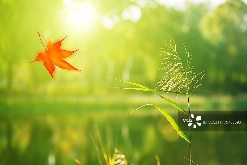 芦苇和飘落的枫叶图片素材