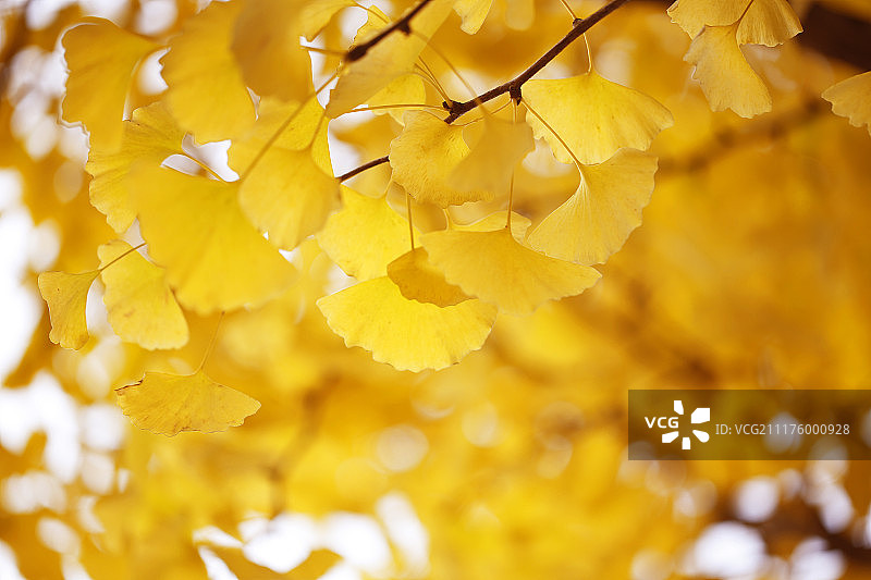 金秋银杏图片素材