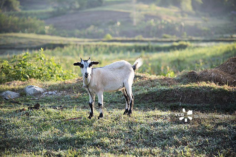 山羊胡图片素材