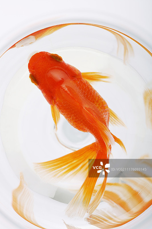 小瓶中游动的金鱼俯视图图片素材