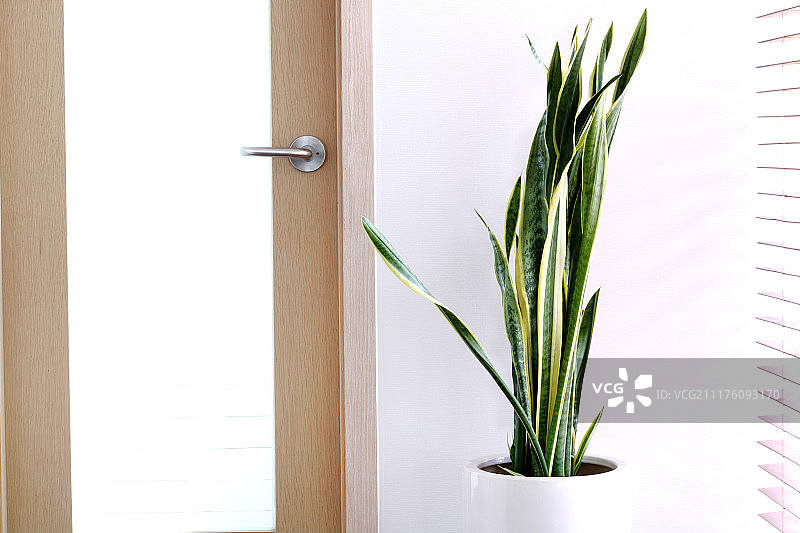 窗边的杂色蛇尾兰特写图片素材