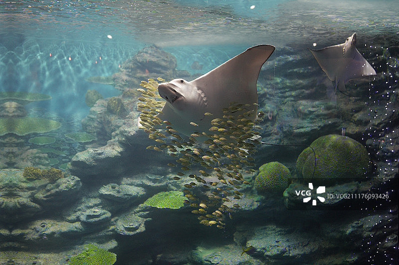 海洋生物（自然之美，动物主题）图片素材