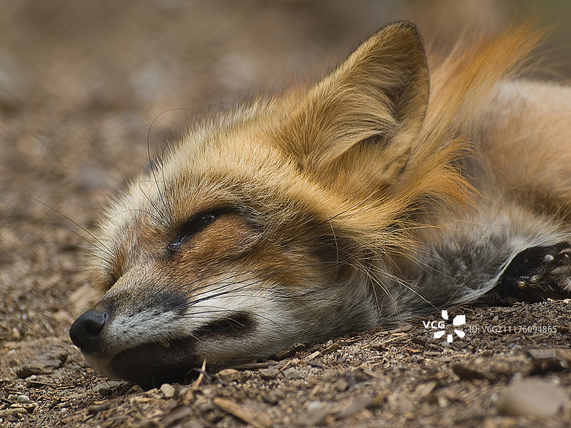 睡着的红狐狸特写图片素材
