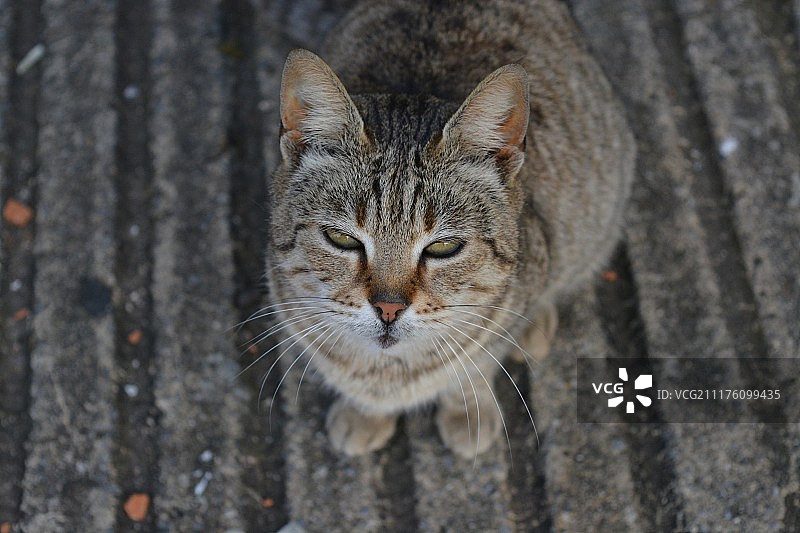 家猫特写肖像图片素材