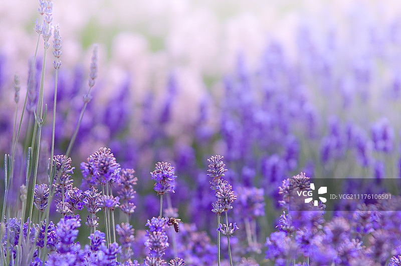 薰衣草花朵的自然外观图片素材