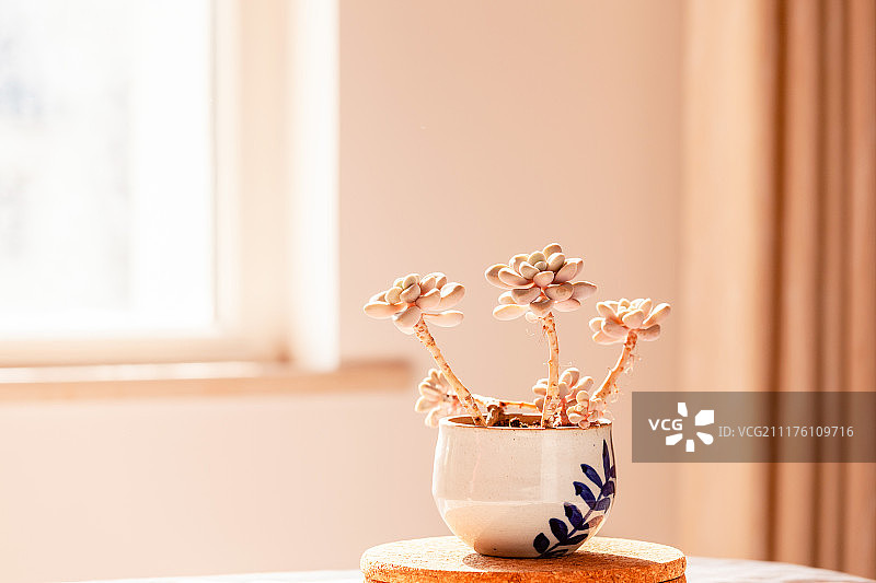 盆栽多肉植物图片素材