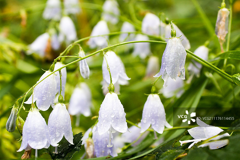 铃铛花图片素材