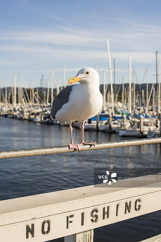 禁止钓鱼和海鸥图片素材
