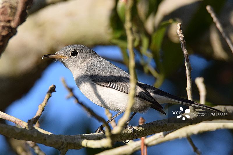 蓝灰色小嘲鸫图片素材