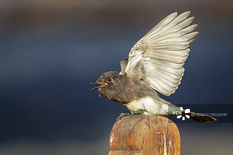 栖息在木头上的黑菲比霸鹟图片素材