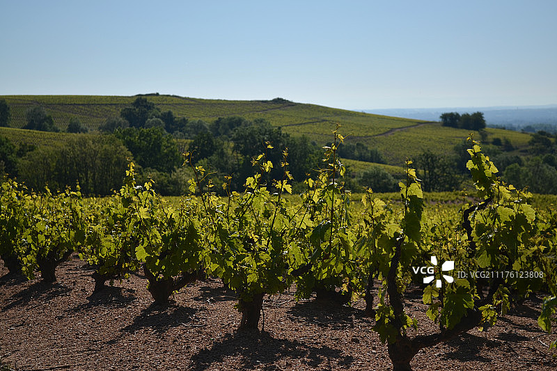 绿色葡萄园风光图片素材