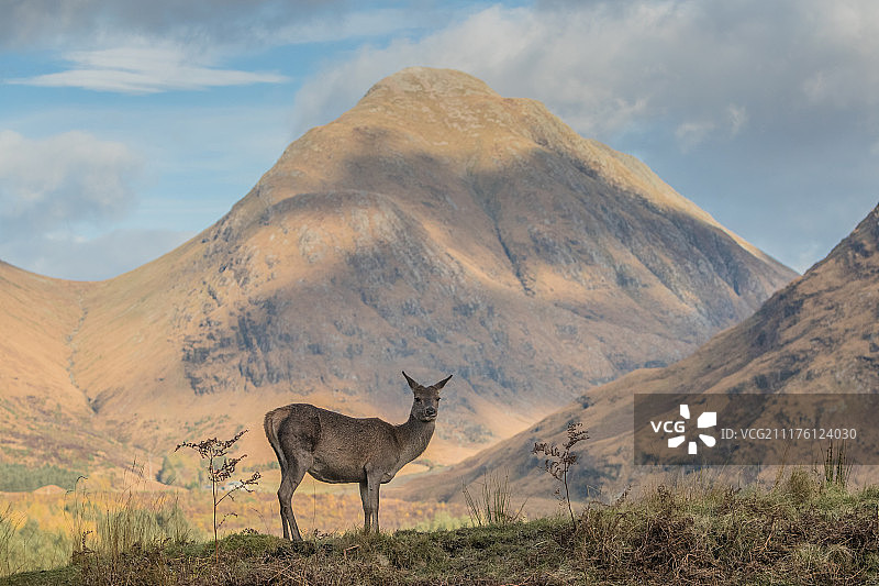 格伦埃蒂夫的鹿图片素材